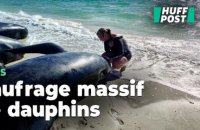 En Australie, une course contre la montre pour sauver ces 160 dauphins-pilotes échoués