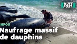 En Australie, une course contre la montre pour sauver ces 160 dauphins-pilotes échoués