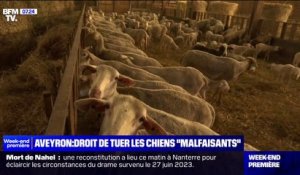 Les associations de protection des animaux vent debout après la décision de la préfecture de l'Aveyron d'autoriser l'abattage de chiens errants pendant un mois