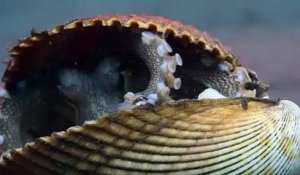 Secrets of the Octopus Saison 1 - Official Trailer (EN)