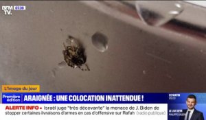 Une araignée découverte dans l'oreille d'un patient aux urgences de Rouen