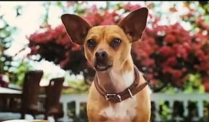 Le Chihuahua de Beverly Hills Bande-annonce (EN)