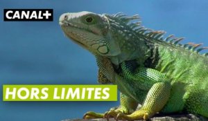 Hors limites - Golf + le mag