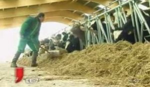 Agriculture : Prix du lait en baisse