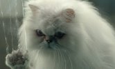Désolé les Chats : Pierre Minet et Cat Blanchett sortent les griffes dans un thriller 
