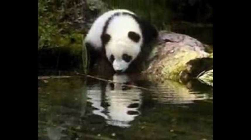 Au secours du petit panda - bande annonce - VO - (1995)
