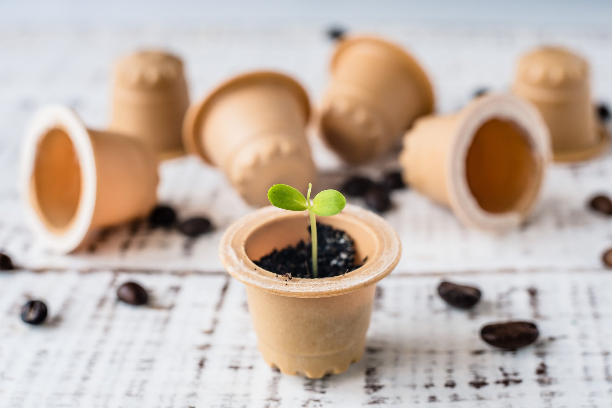 Capsules de café : 5 bonnes raisons de les acheter biodégradables