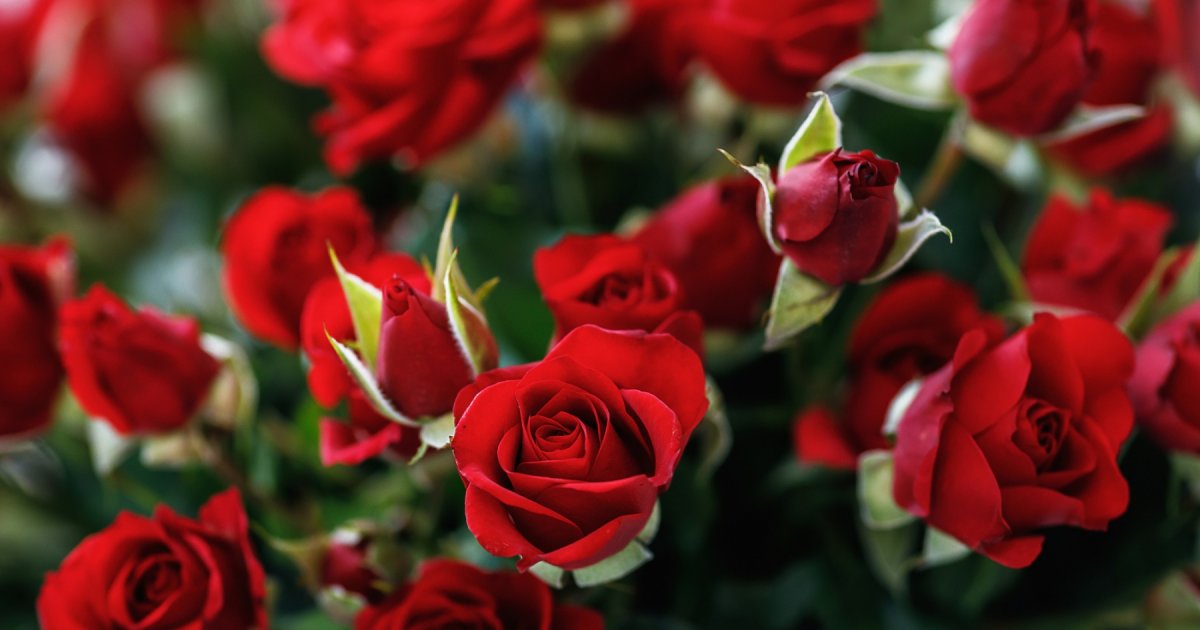 Histoire et tradition : pourquoi la rose rouge est le symbole de l'amour ?  