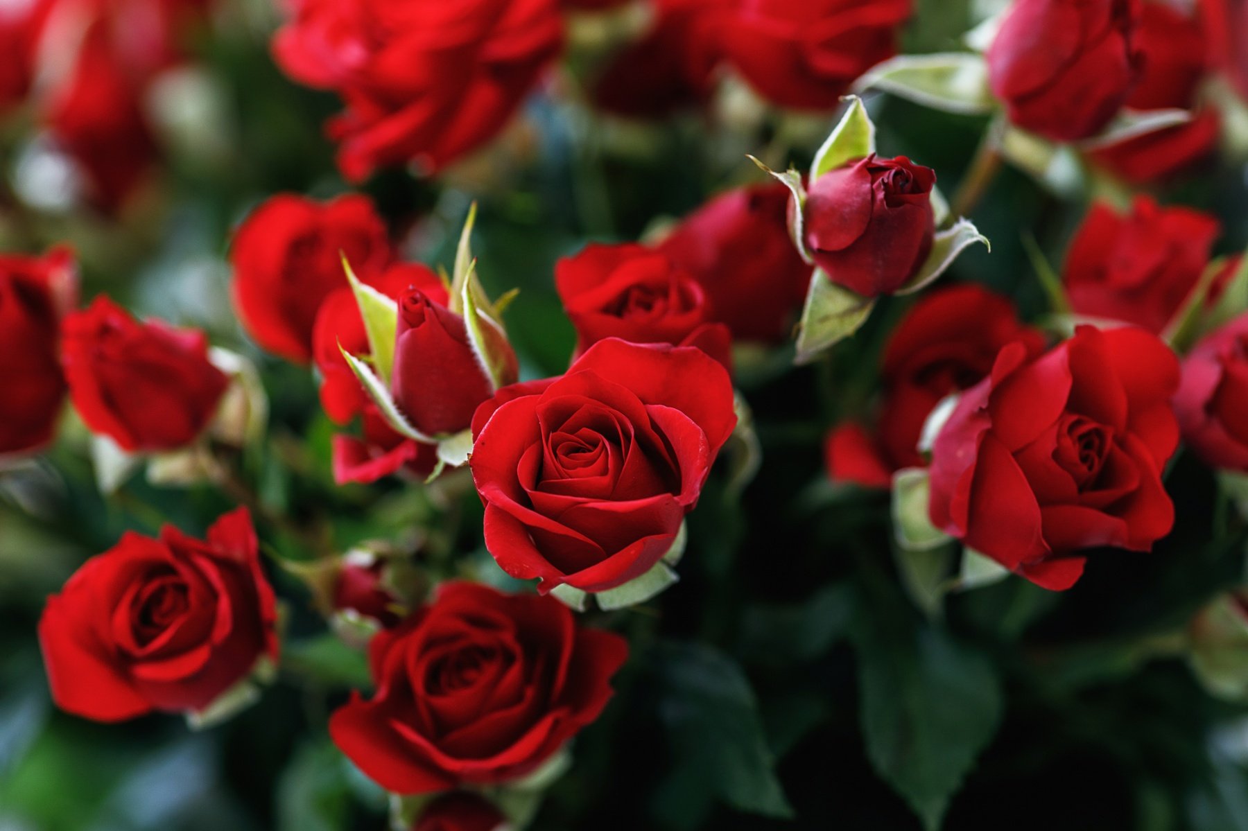 Pourquoi les roses rouges sont-elles symboliques de l'amour ?