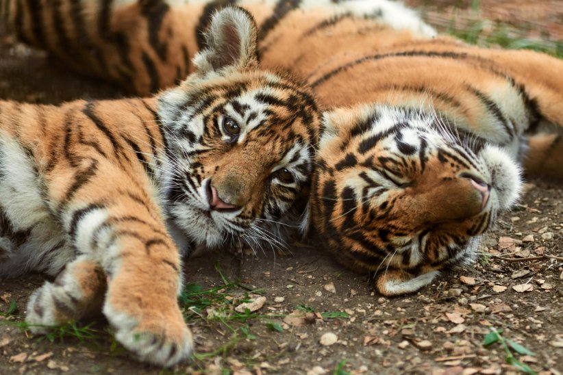 Trois des neuf sous-espèces de Panthera tigris, son nom scientifique, se sont déjà éteintes.
