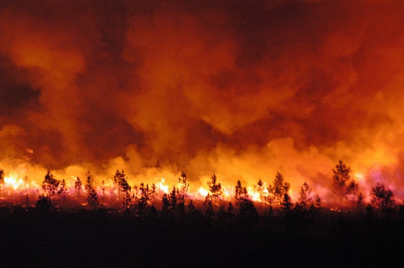 Chaque année, les feux de forêts ravagent des milliers d'hectares.
