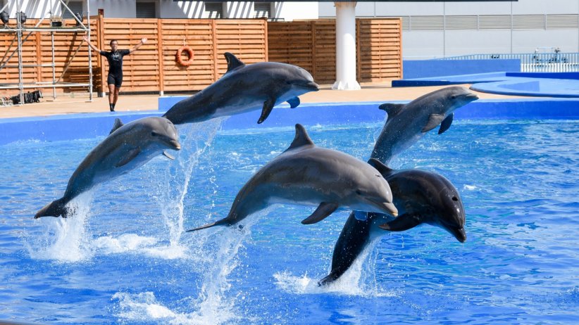 Suite à l'adoption du projet de loi sur la lutte contre la malatraitance animale, les delphinariums devront prochainement fermer leurs portes.