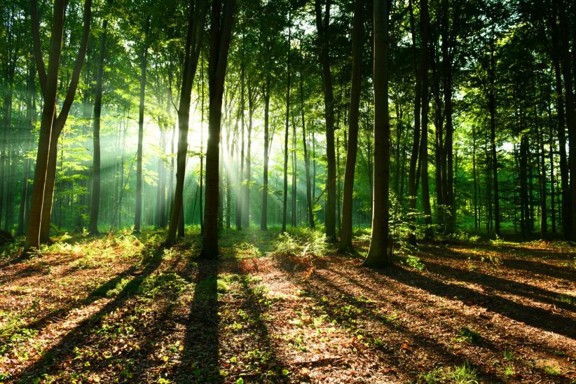 Réserves d'oxygène, de vie ou encore d'eau, les forêts sont indispensables.