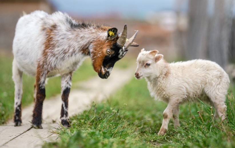Les chèvres sont très pratiques pour entretenir des terrains escarpés.
