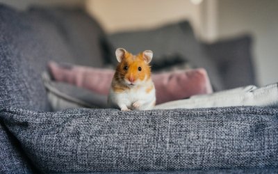 10 animaux de compagnie qui ne coûtent pas cher à entretenir