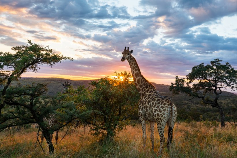 L'Afrique du Sud pour observer la nature