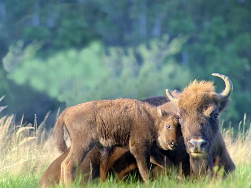 La Réserve des bisons d'Europe à Sainte-Eulalie-en-Margeride (Lozère)