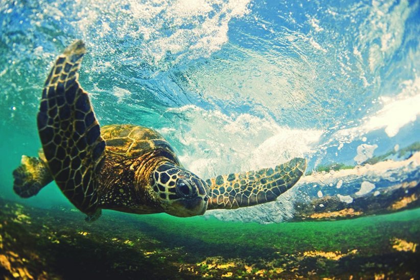 Il n'existe que sept espèces de tortues marines au monde.