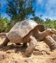 10 choses à savoir sur les tortues géantes
