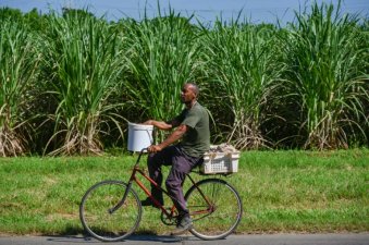 Un ouvrier inspecte des cannes à sucre qui serviront à de nouvelles plantations, à la coopérative agricole Rigoberto Corcho, dans la province d'Artemisa, le 27 juin 2024 à Cuba