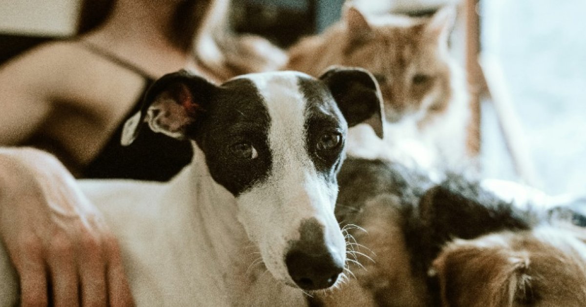 Rapatriement Animaux Moyen-Orient : Tendance Résumé 2026