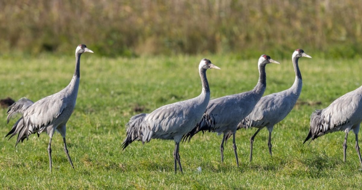 Grippe aviaire : les départements s'organisent pour contenir la propagation du virus