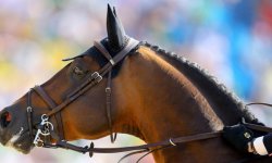 Equitation : Un ancien cavalier olympique suspendu pour avoir maltraité son cheval 
