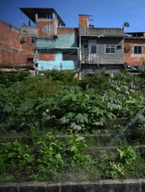 Brésil : des potagers géants en pleine ville