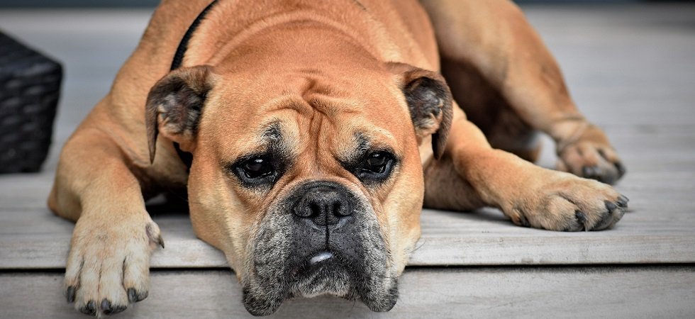 Terreur dans le Var : un empoisonneur en série s’attaque aux chiens
