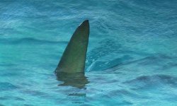 Un enfant de 6 ans survit miraculeusement à une attaque de requin