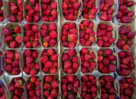 Dans le Sud-Ouest, les producteurs de fraises "dépassés" par les fortes chaleurs