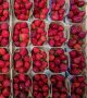 Dans le Sud-Ouest, les producteurs de fraises "dépassés" par les fortes chaleurs