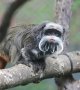 Deux singes du zoo de Dallas, qui avaient disparu, retrouvés vivants 