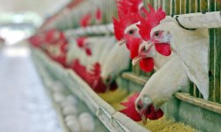 "Urgence zoosanitaire" au Brésil pour cause de grippe aviaire