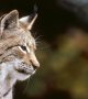 Deux jeunes lynx mâles relâchés dans le massif du Jura