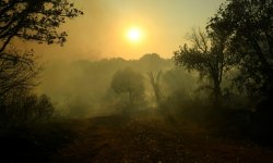 Un an après un méga feu, la résilience de la forêt méditerannéenne mise à l'épreuve
