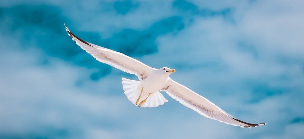 Manifestation à Rennes : quand des oiseaux attaquent les drones des policiers