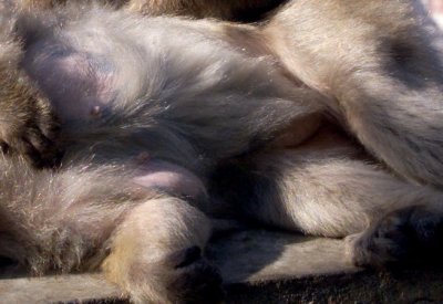 Etats-Unis : quatre singes de laboratoire ont pris la fuite, l'un d'entre eux est toujours activement recherché