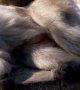 Etats-Unis : quatre singes de laboratoire ont pris la fuite, l'un d'entre eux est toujours activement recherché