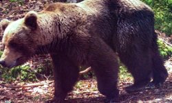 L'ours et l'homme peuvent-ils cohabiter dans les montagnes en France ?