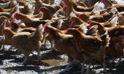 Grippe aviaire : un nouveau foyer identifié dans le département du Nord, les animaux vont être abattus