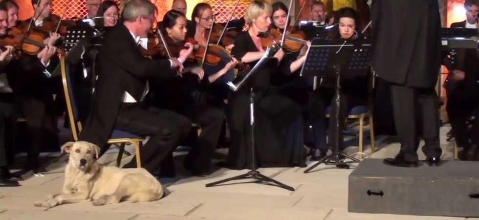 Un chien relax pendant un concert de musique classique